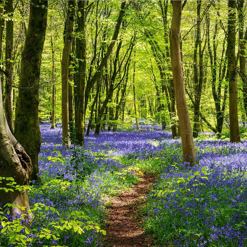 Green Spaces And Leisure